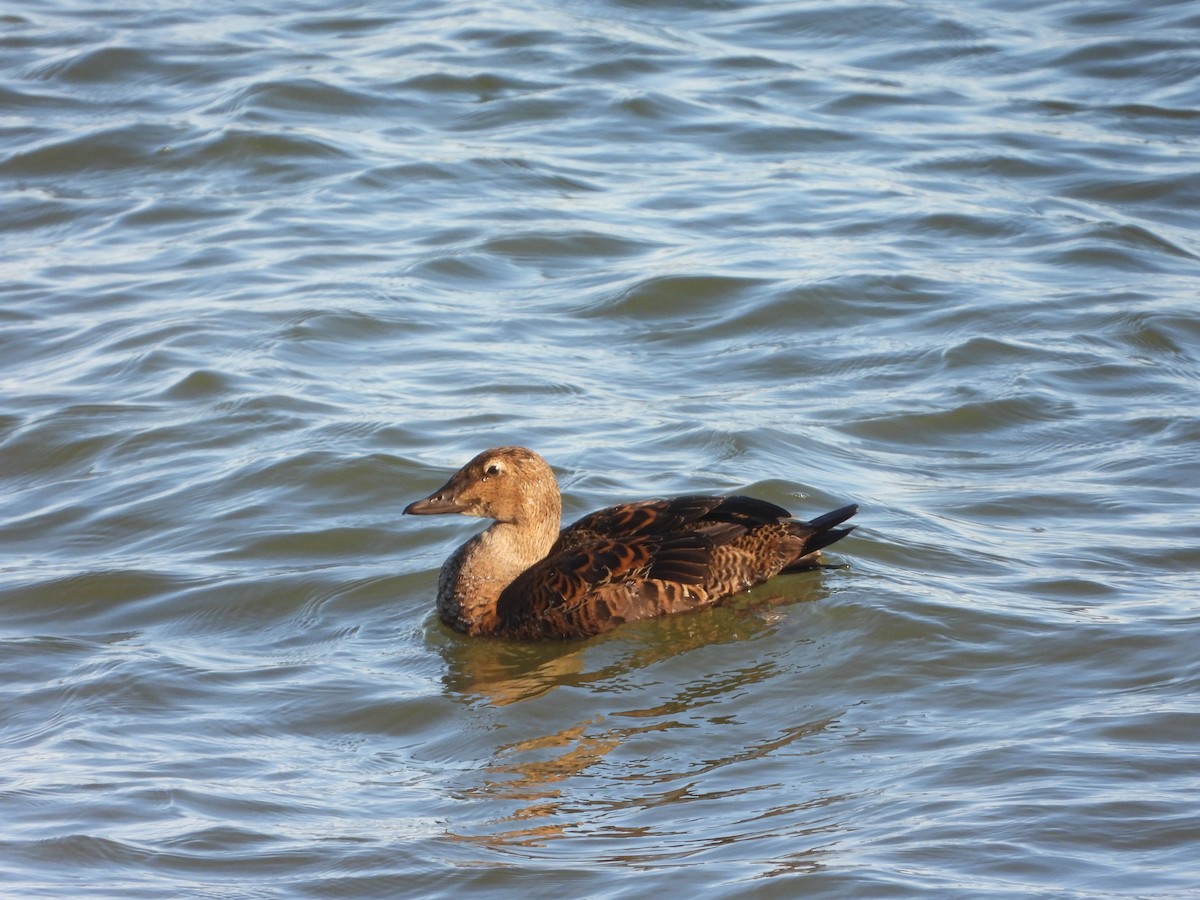 King Eider - ML647394217