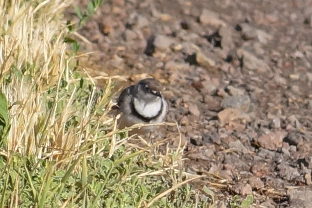 White-fronted Chat - ML647394218