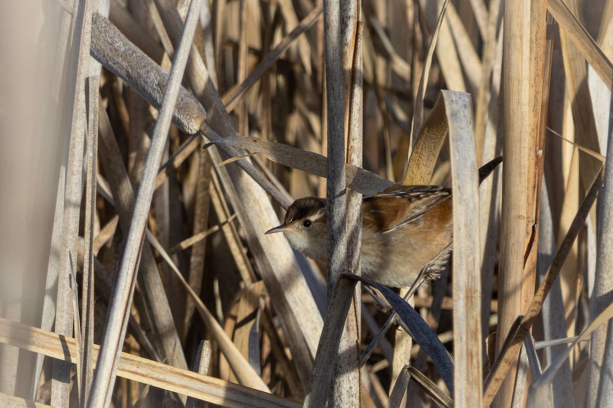 Marsh Wren - ML647394226
