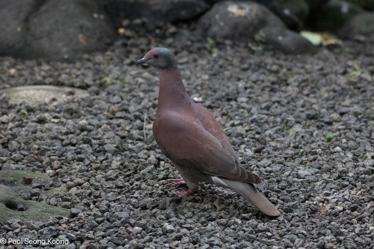 Paloma Colorada - ML647394227