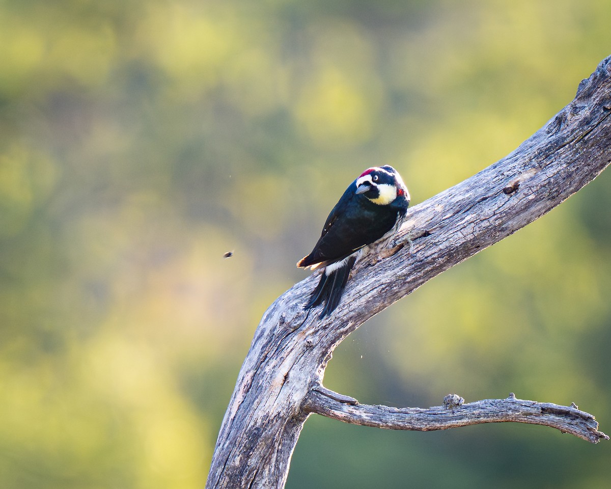 Acorn Woodpecker - ML647394240