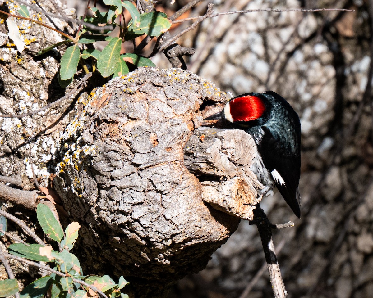 Acorn Woodpecker - ML647394241