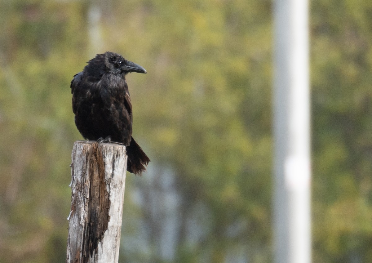 Grand Corbeau - ML647394259