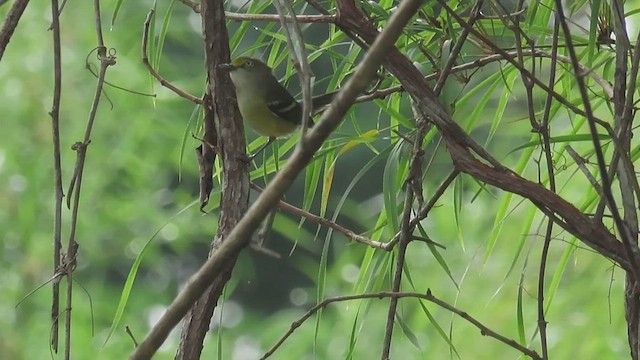 White-eyed Vireo - ML647394267