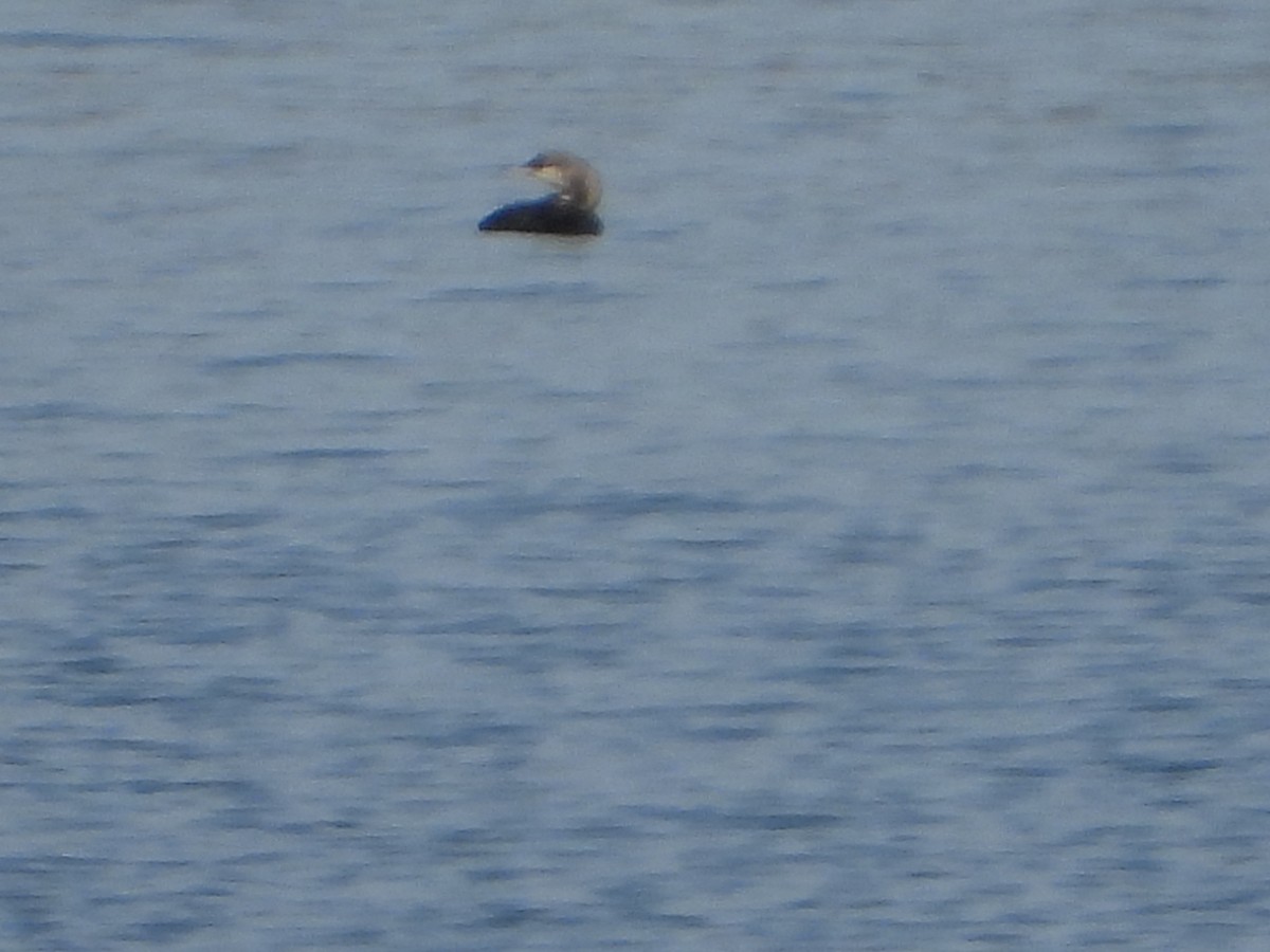 Pacific Loon - ML647394274