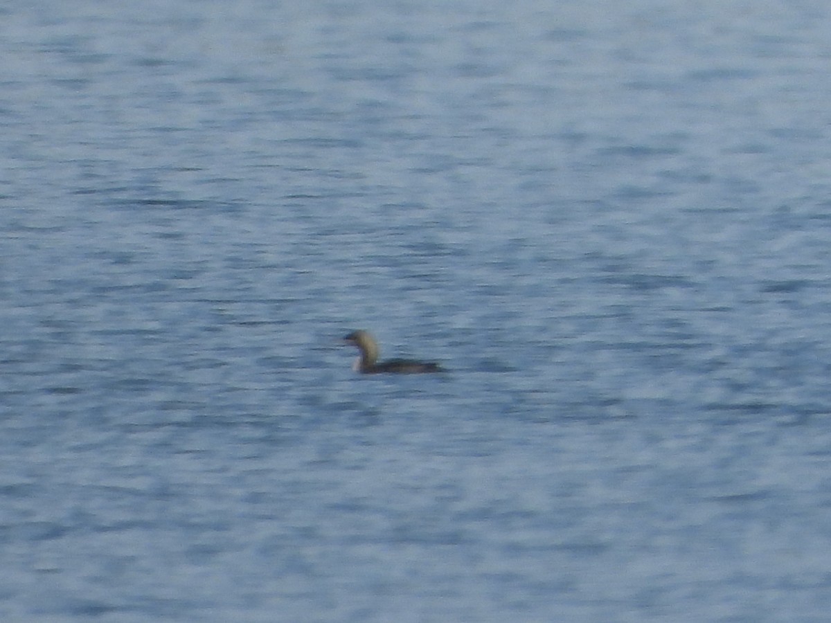 Pacific Loon - ML647394278