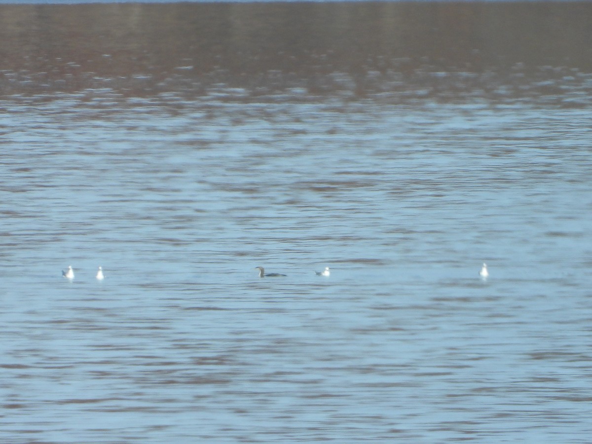 Pacific Loon - ML647394283