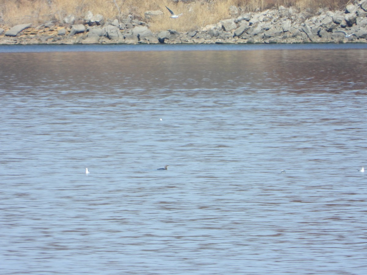 Pacific Loon - ML647394284