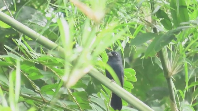 Blue Seedeater - ML647394286