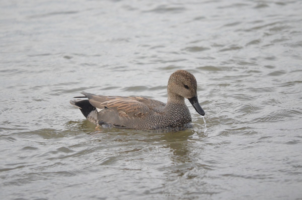 Gadwall - ML647394292