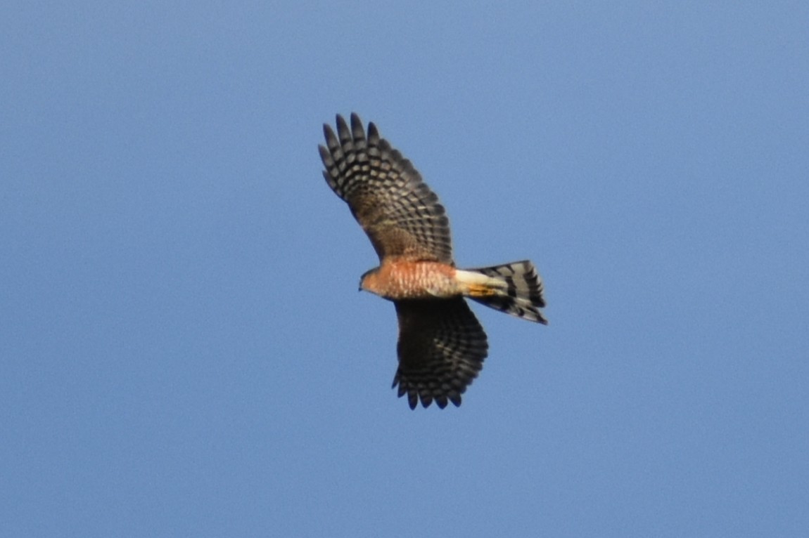 Sharp-shinned Hawk - ML647394301