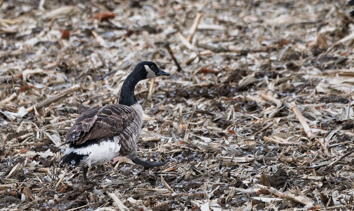 Canada Goose - ML647394305