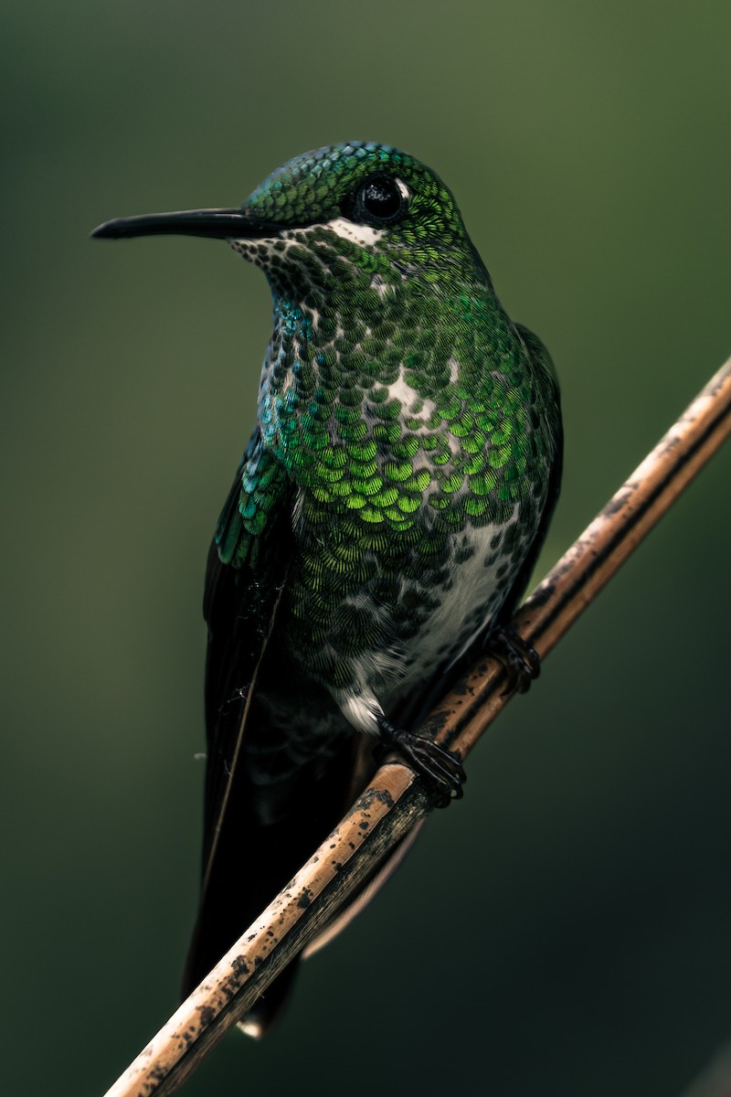 Green-crowned Brilliant - ML647394317