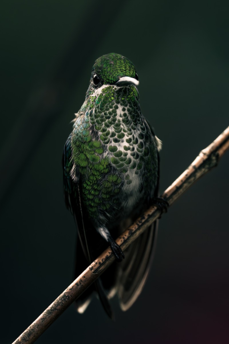 Green-crowned Brilliant - ML647394320