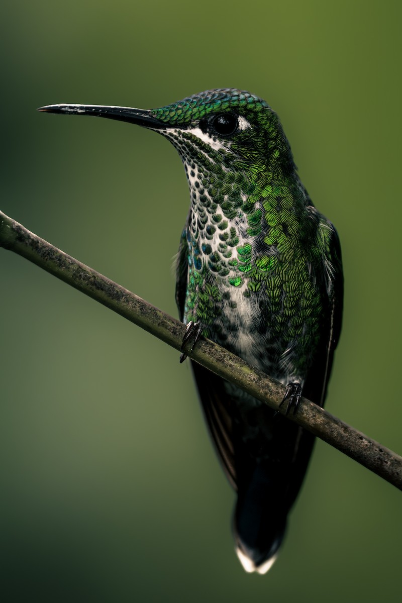 Green-crowned Brilliant - ML647394323