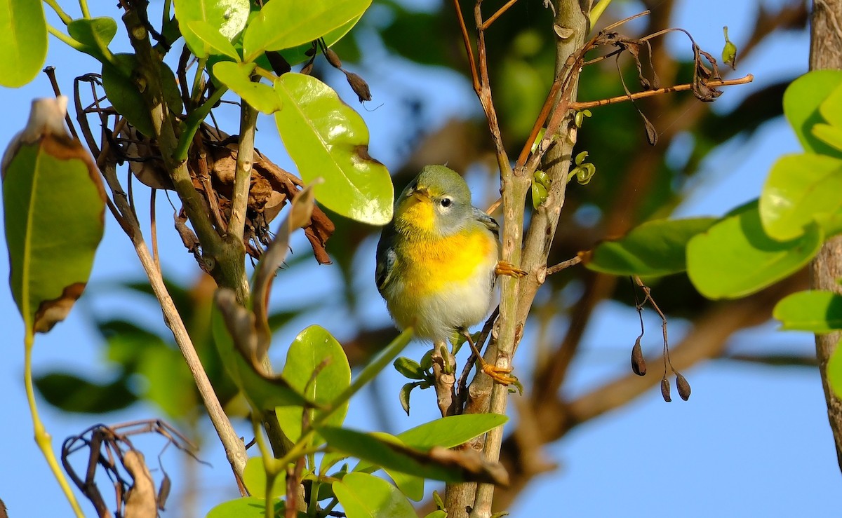 Northern Parula - ML647394327