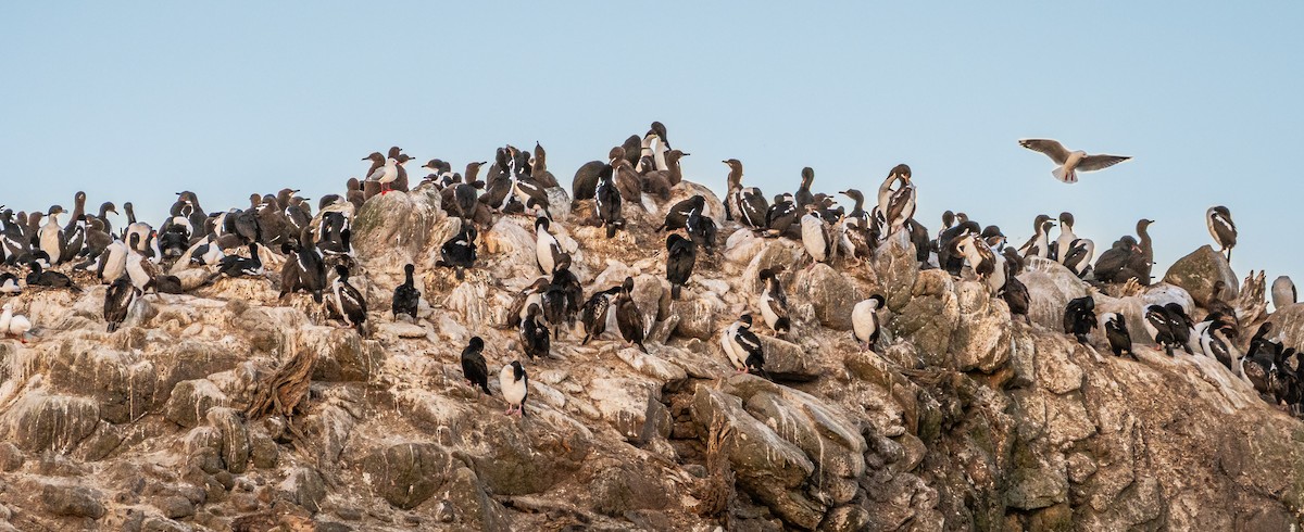 Stewart Island Shag - ML647394330