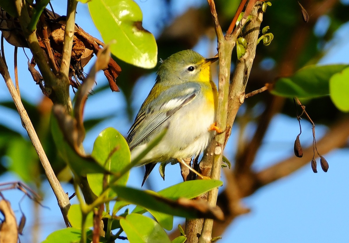 Northern Parula - ML647394338