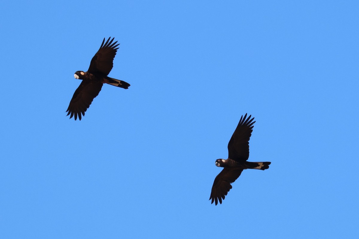 Carnaby's Black-Cockatoo - ML647394345