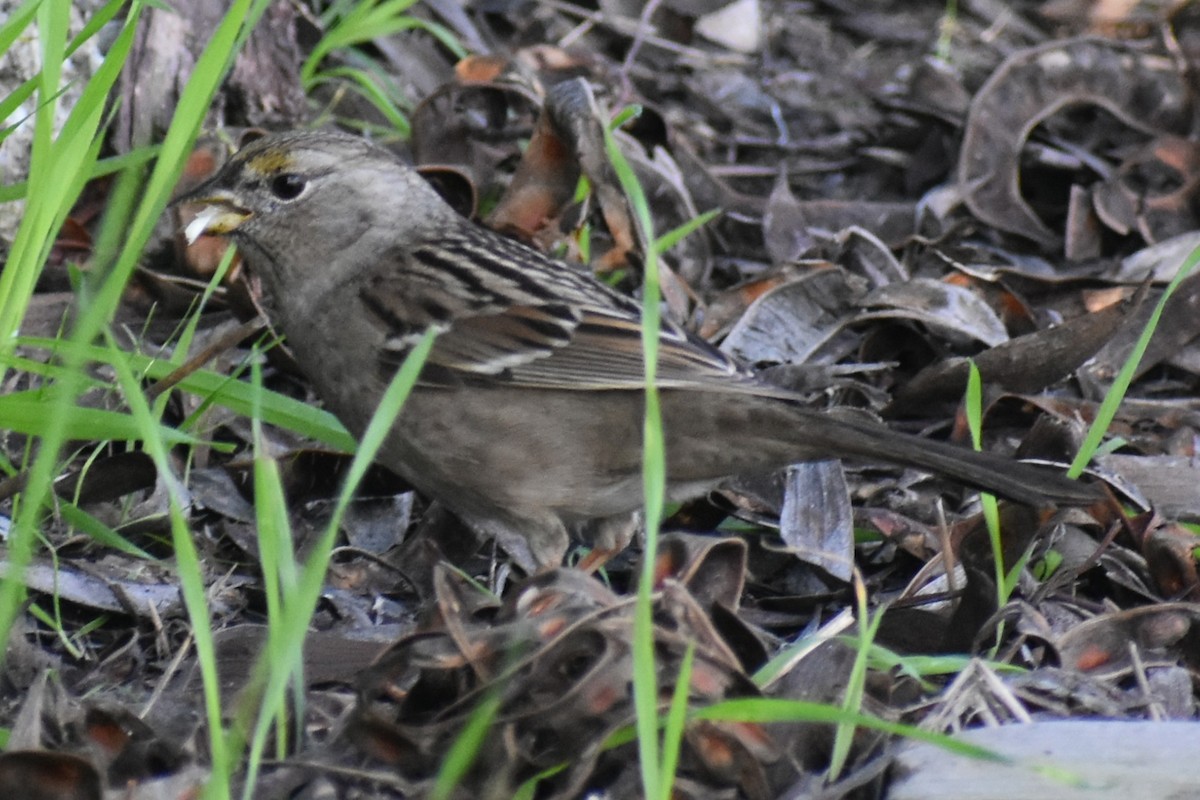 Golden-crowned Sparrow - ML647394349
