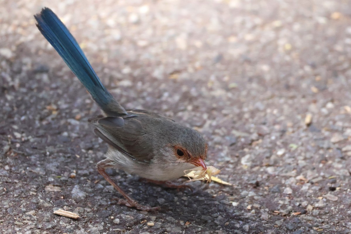 Splendid Fairywren - ML647394350