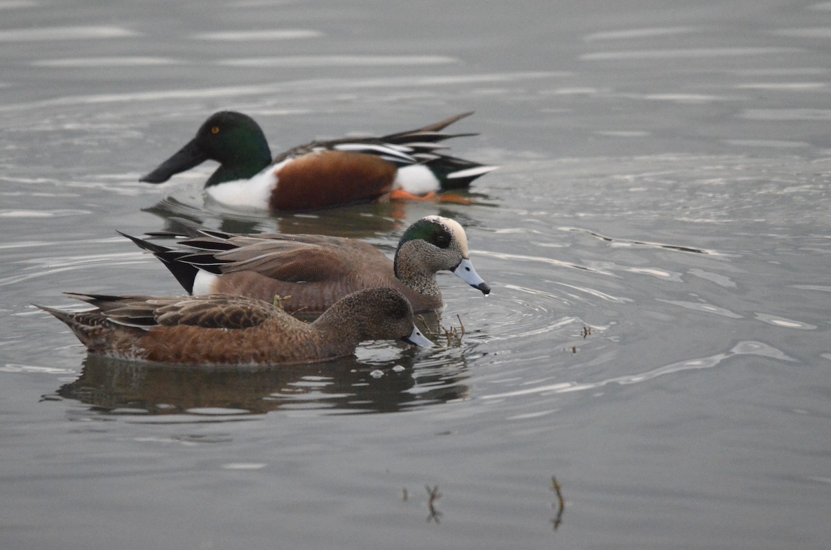 American Wigeon - ML647394353