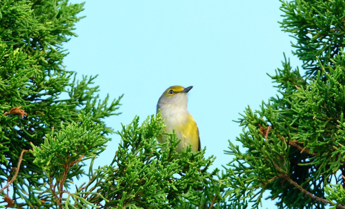 White-eyed Vireo - ML647394354