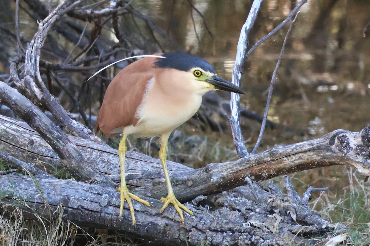 Nankeen Night Heron - ML647394355
