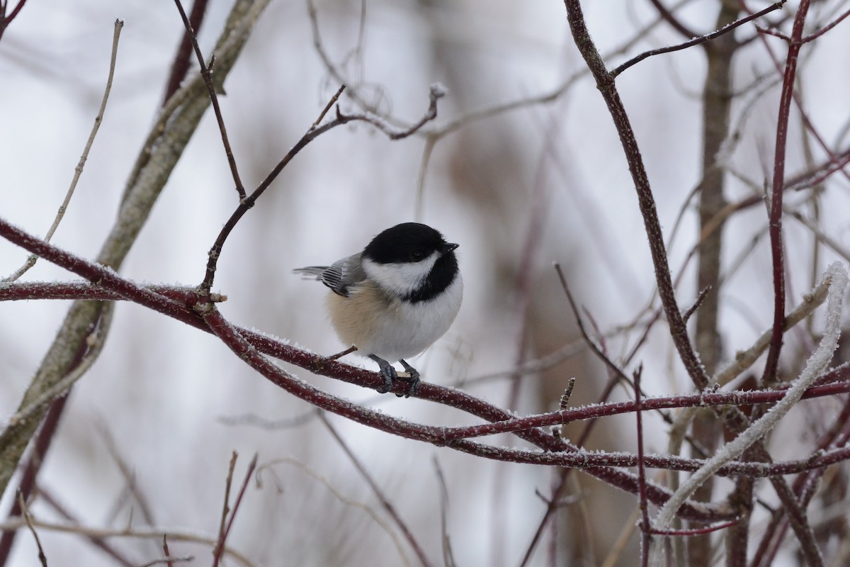 Black-capped Chickadee - ML647394356