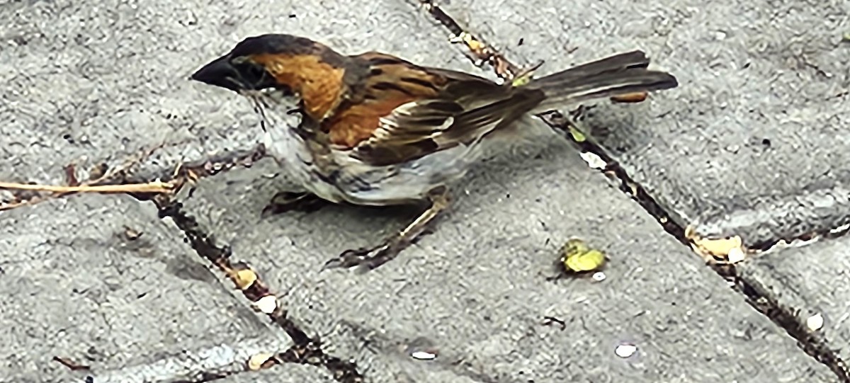 Cape Verde Sparrow - ML647394357