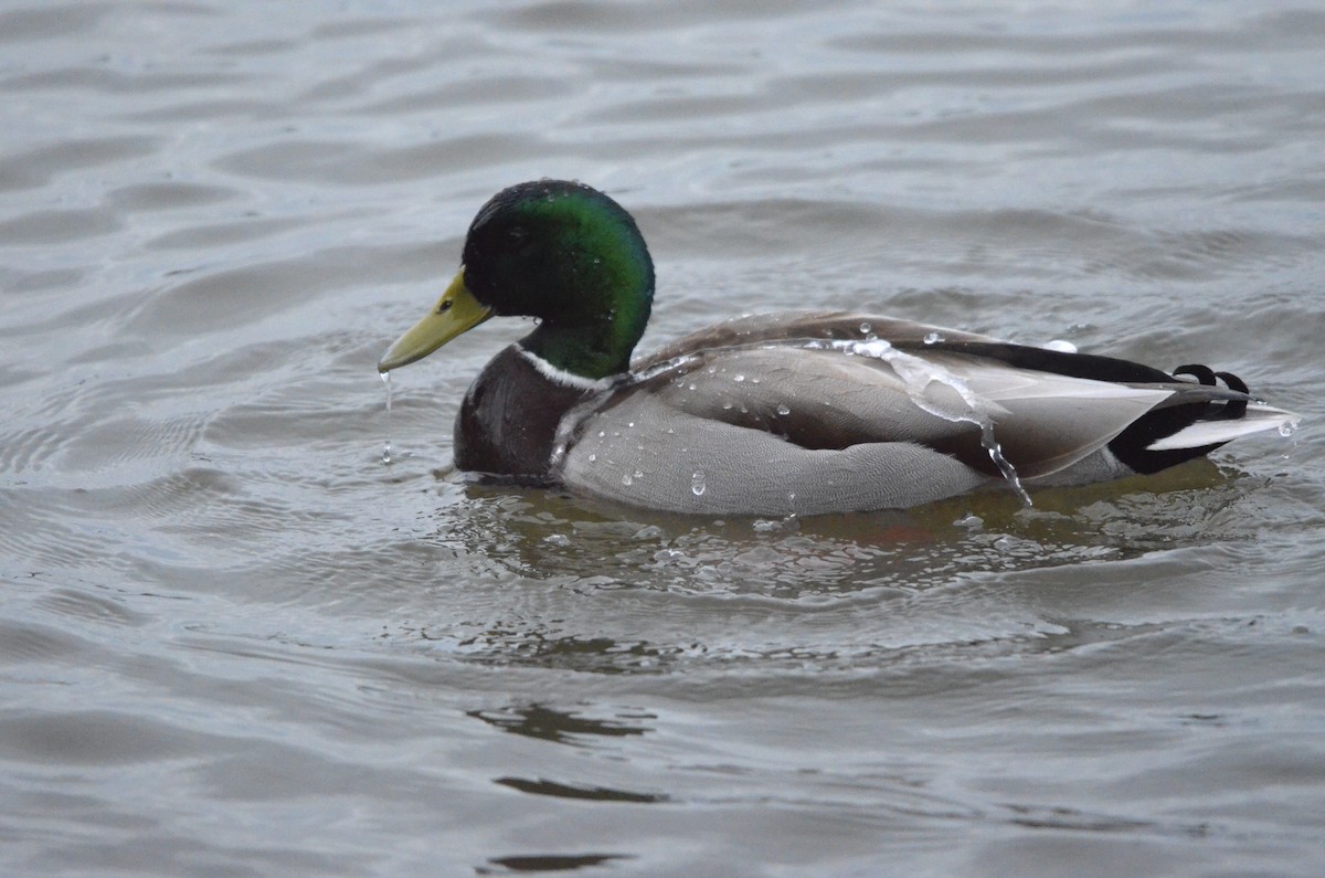 Mallard - ML647394358