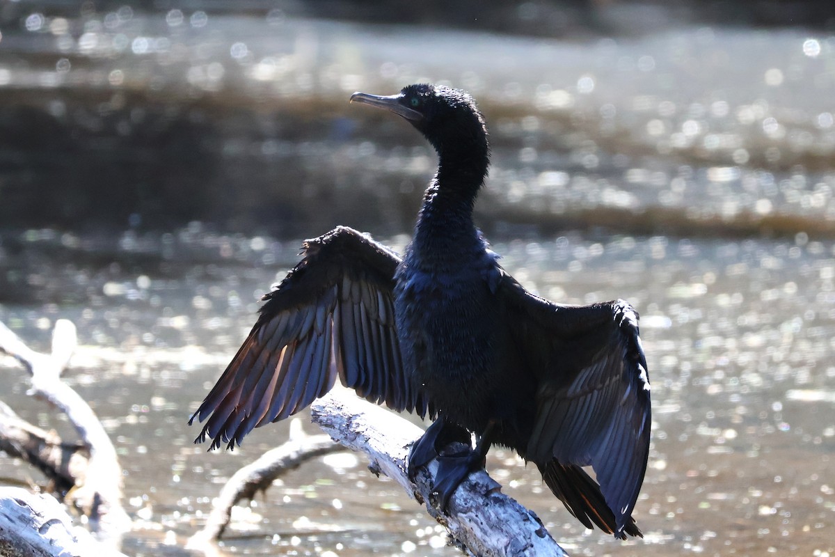 Little Black Cormorant - ML647394359