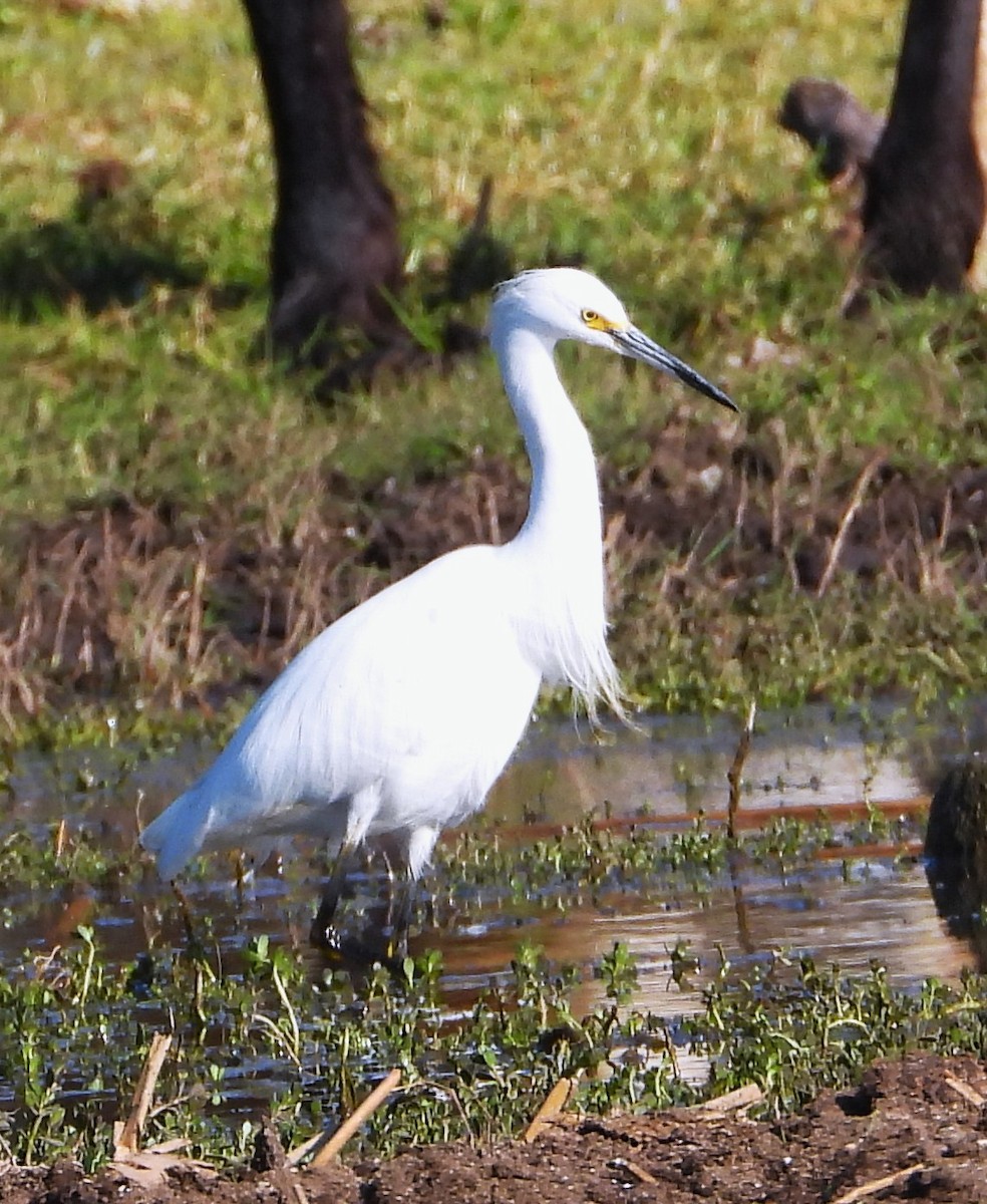 Snowy Egret - ML647394362