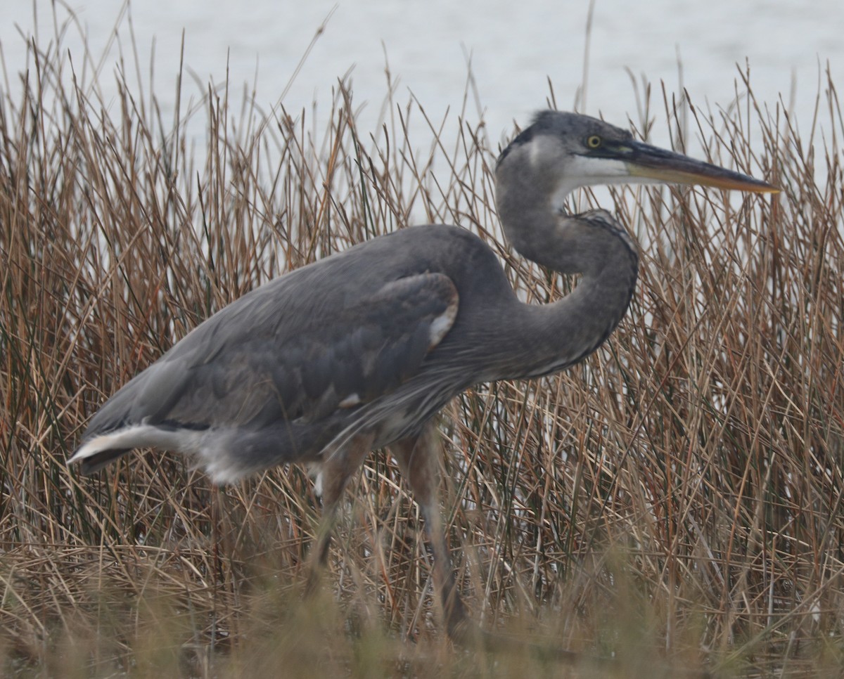 Great Blue Heron - ML647394365