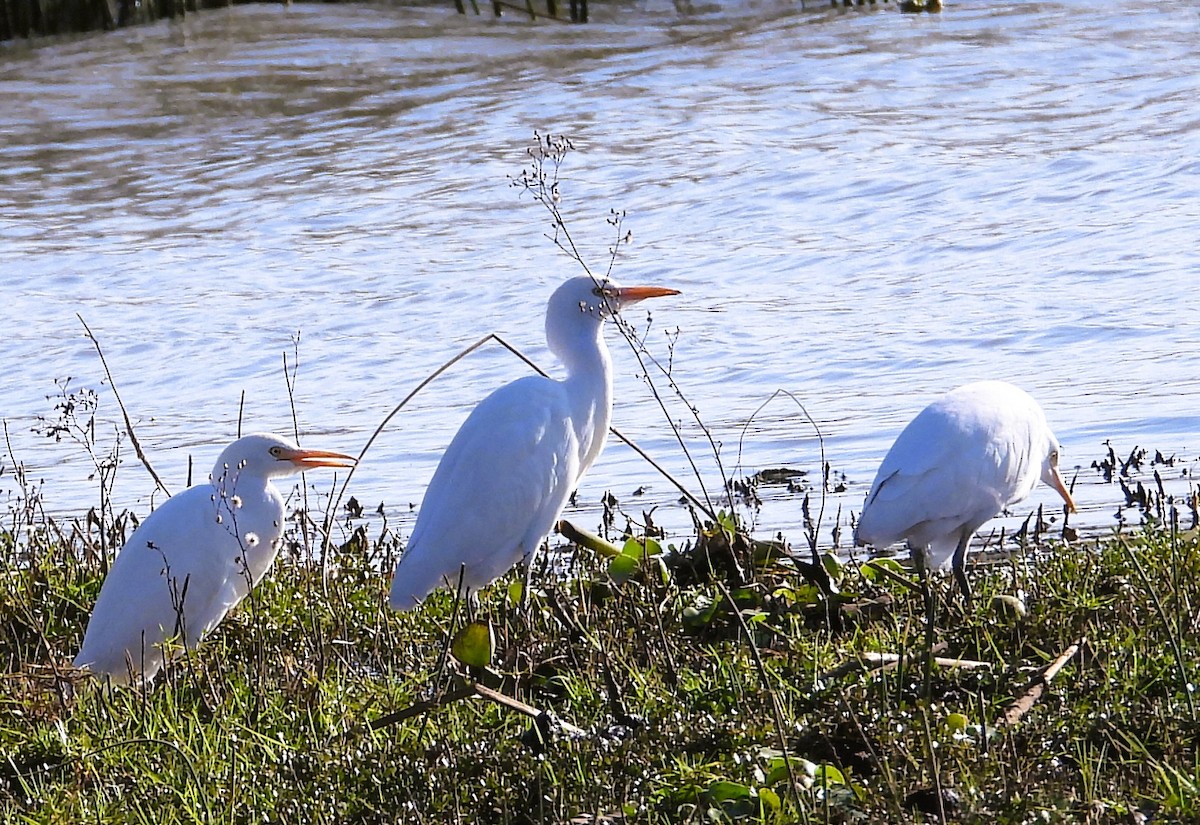 Western Cattle-Egret - ML647394367