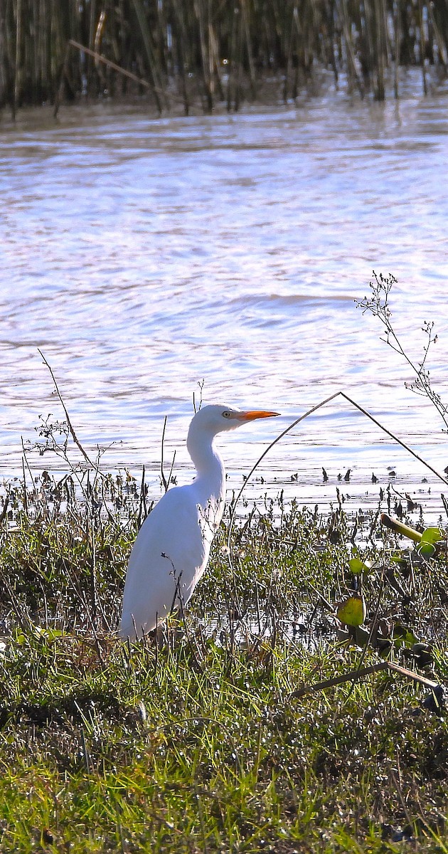 Western Cattle-Egret - ML647394368