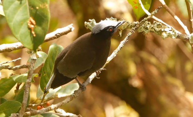 Purple Cochoa - ML647394369