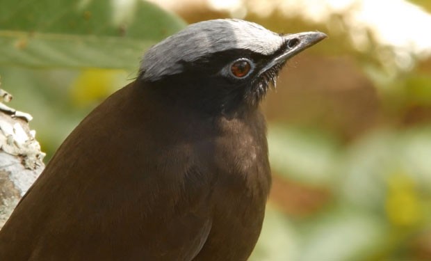 Purple Cochoa - ML647394370