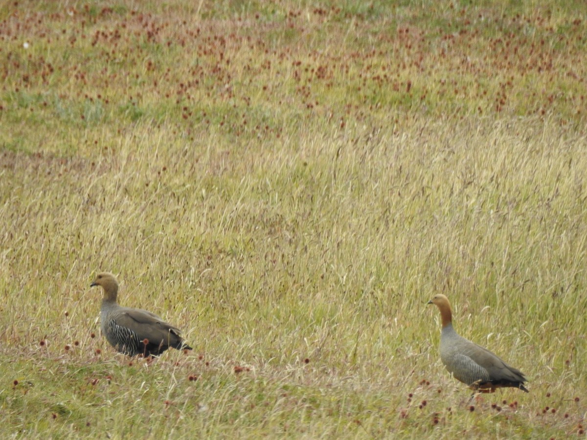 Ruddy-headed Goose - ML647394372
