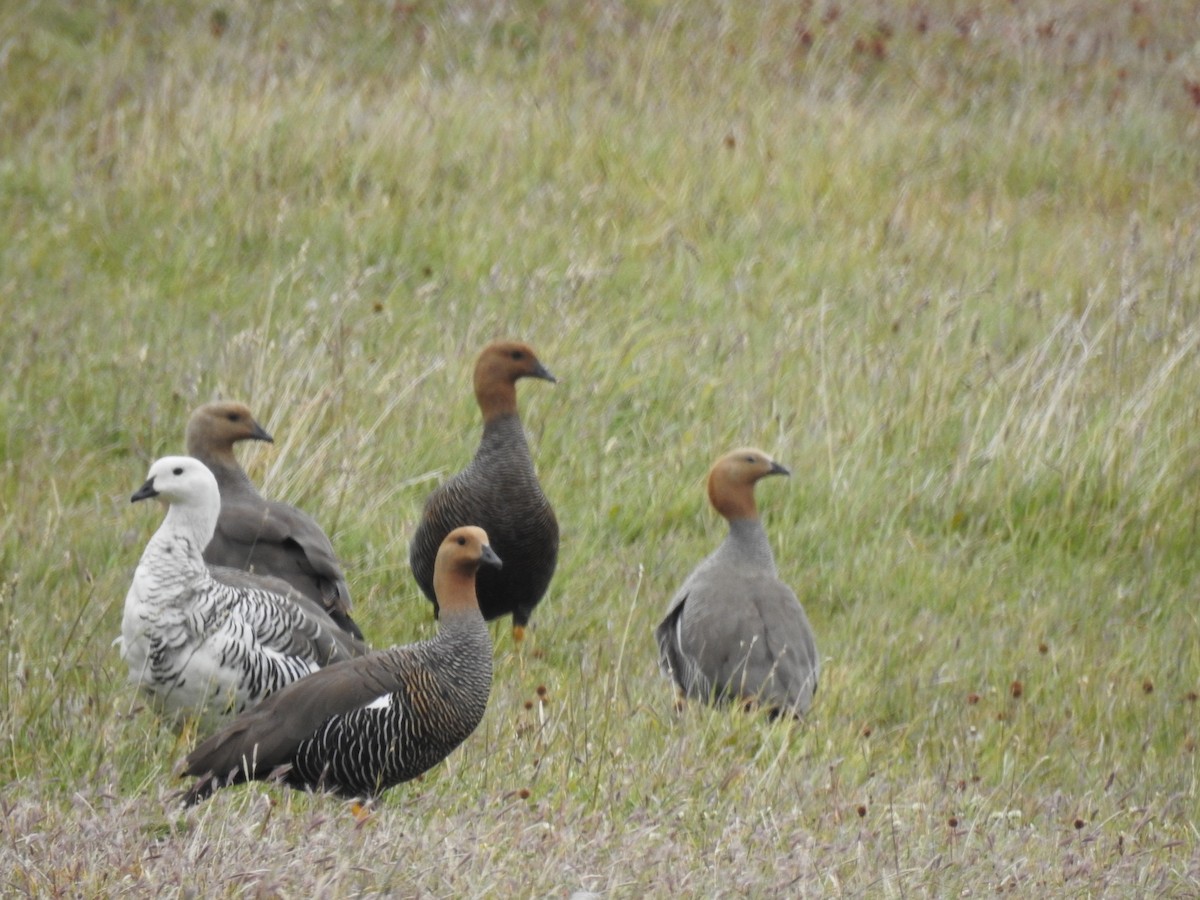 Ruddy-headed Goose - ML647394373