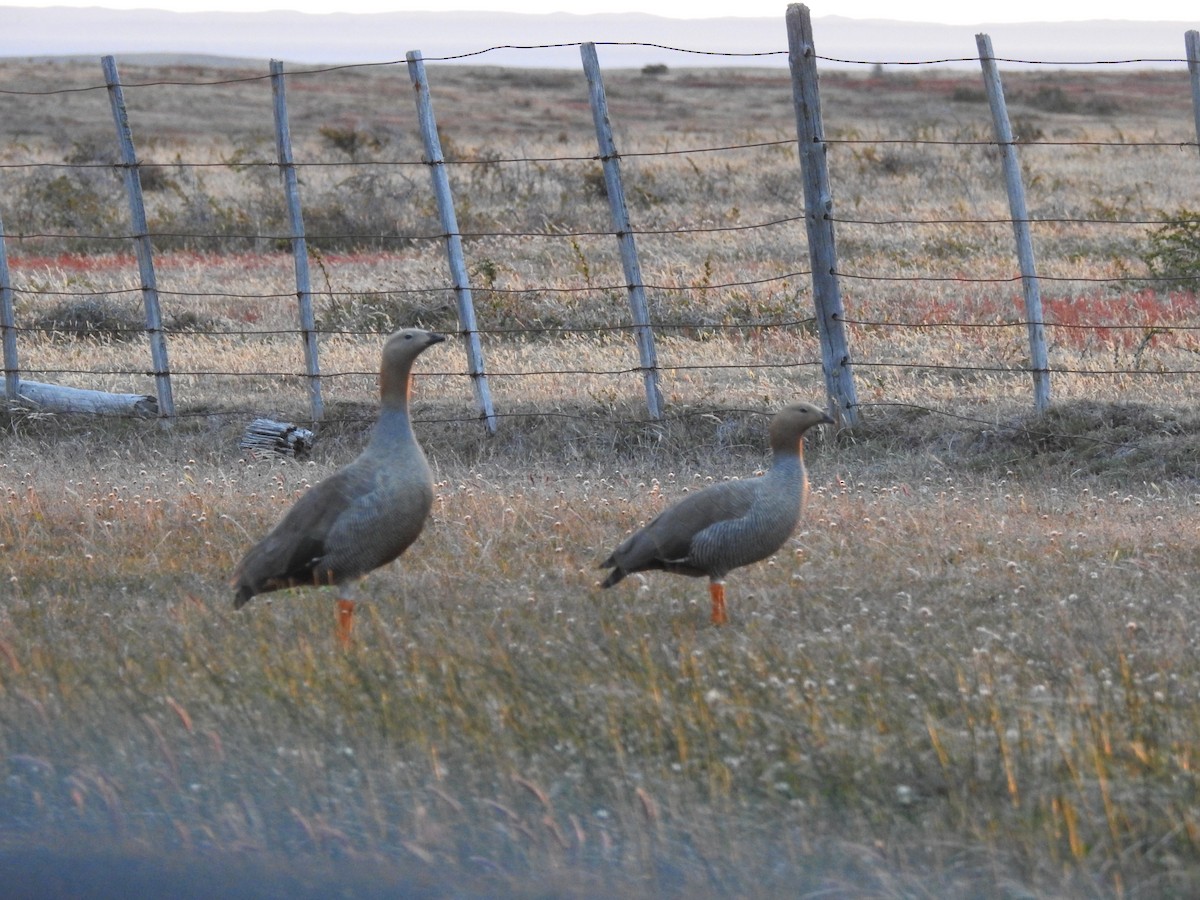 Ruddy-headed Goose - ML647394374