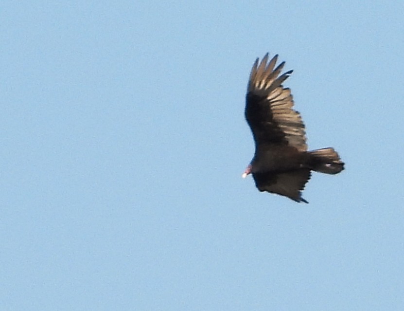 Turkey Vulture - ML647394376