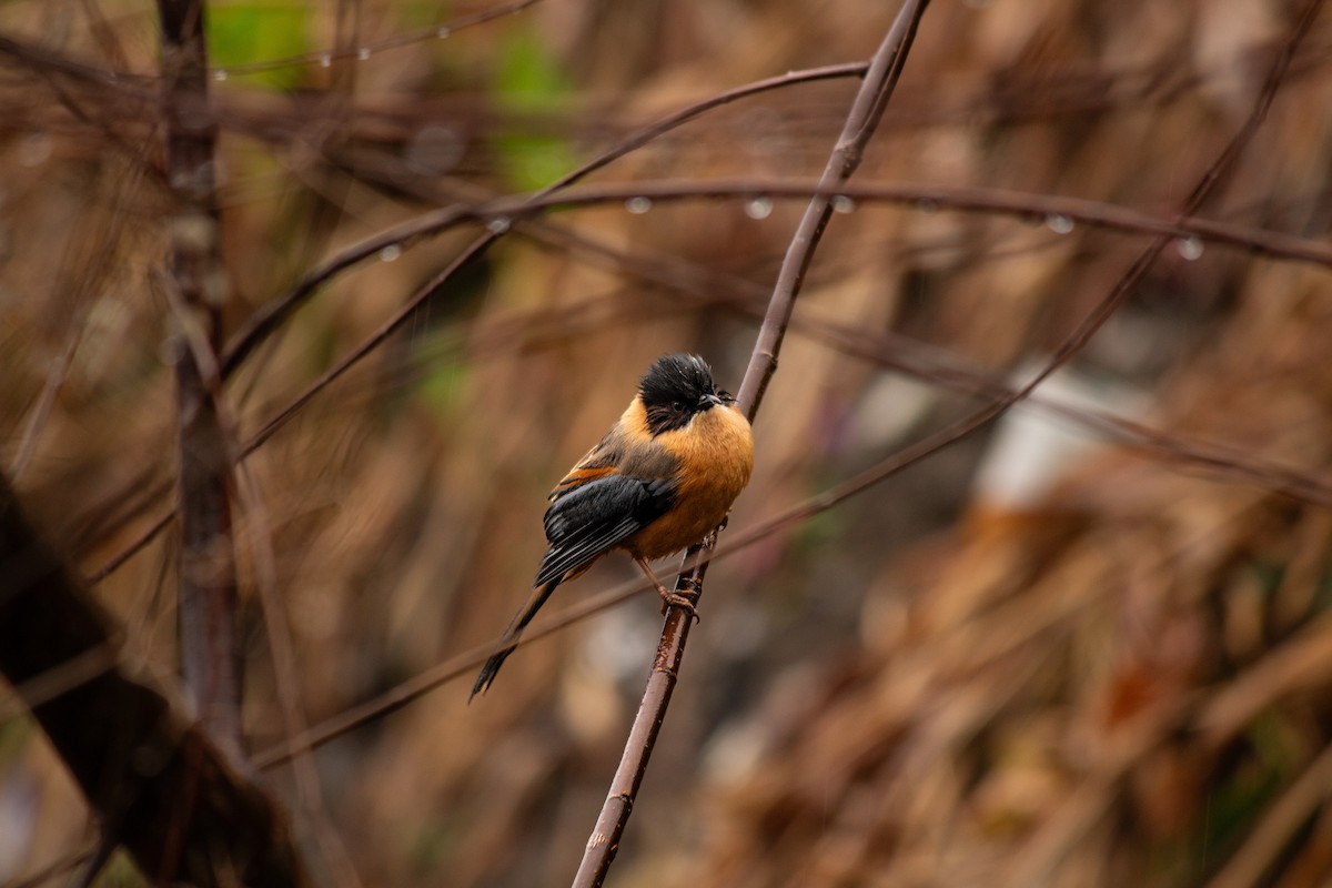 Rufous Sibia - ML647394378