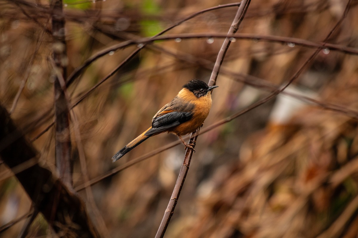 Rufous Sibia - ML647394379