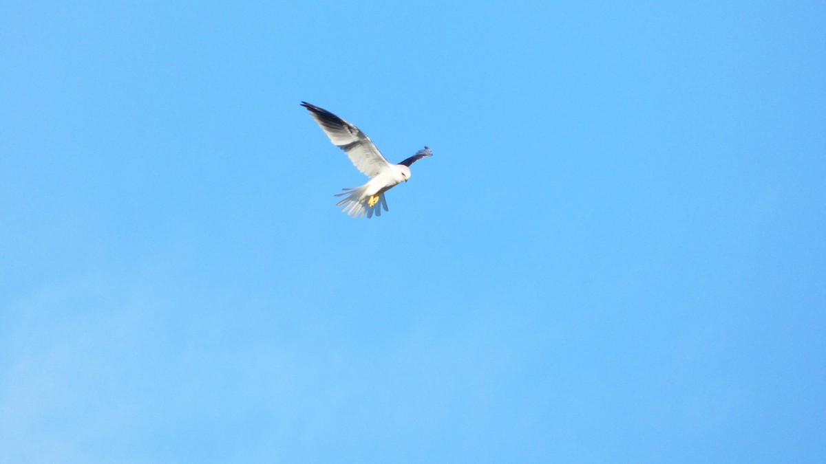 White-tailed Kite - ML647394380