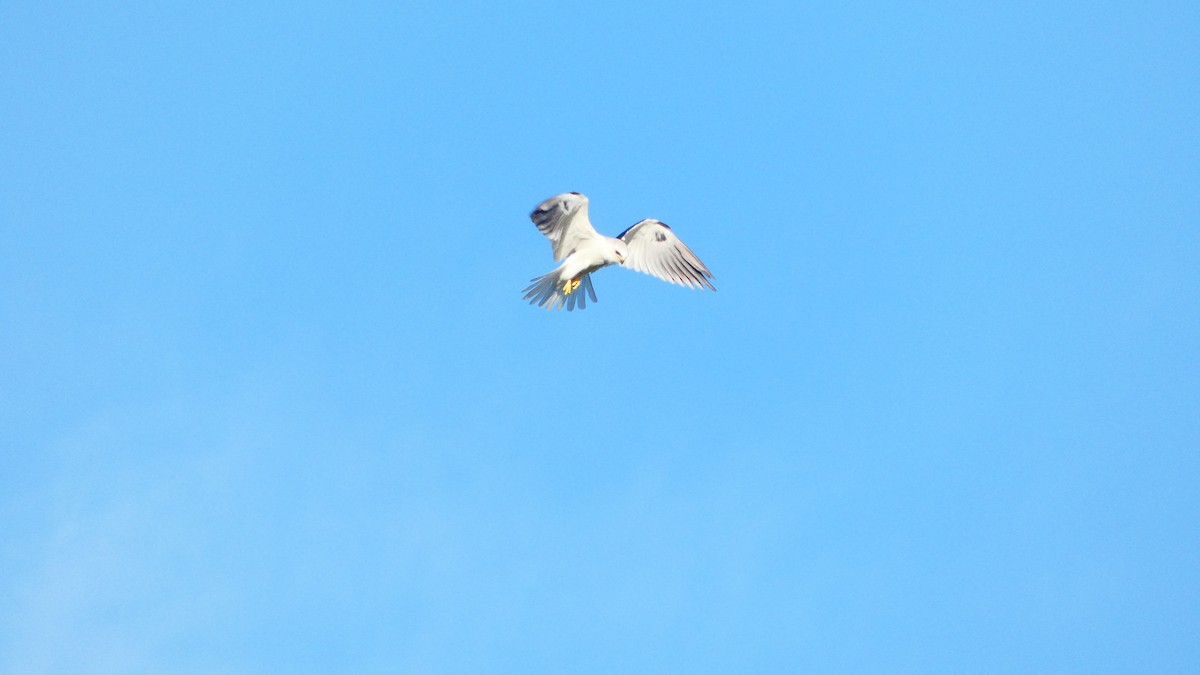 White-tailed Kite - ML647394381