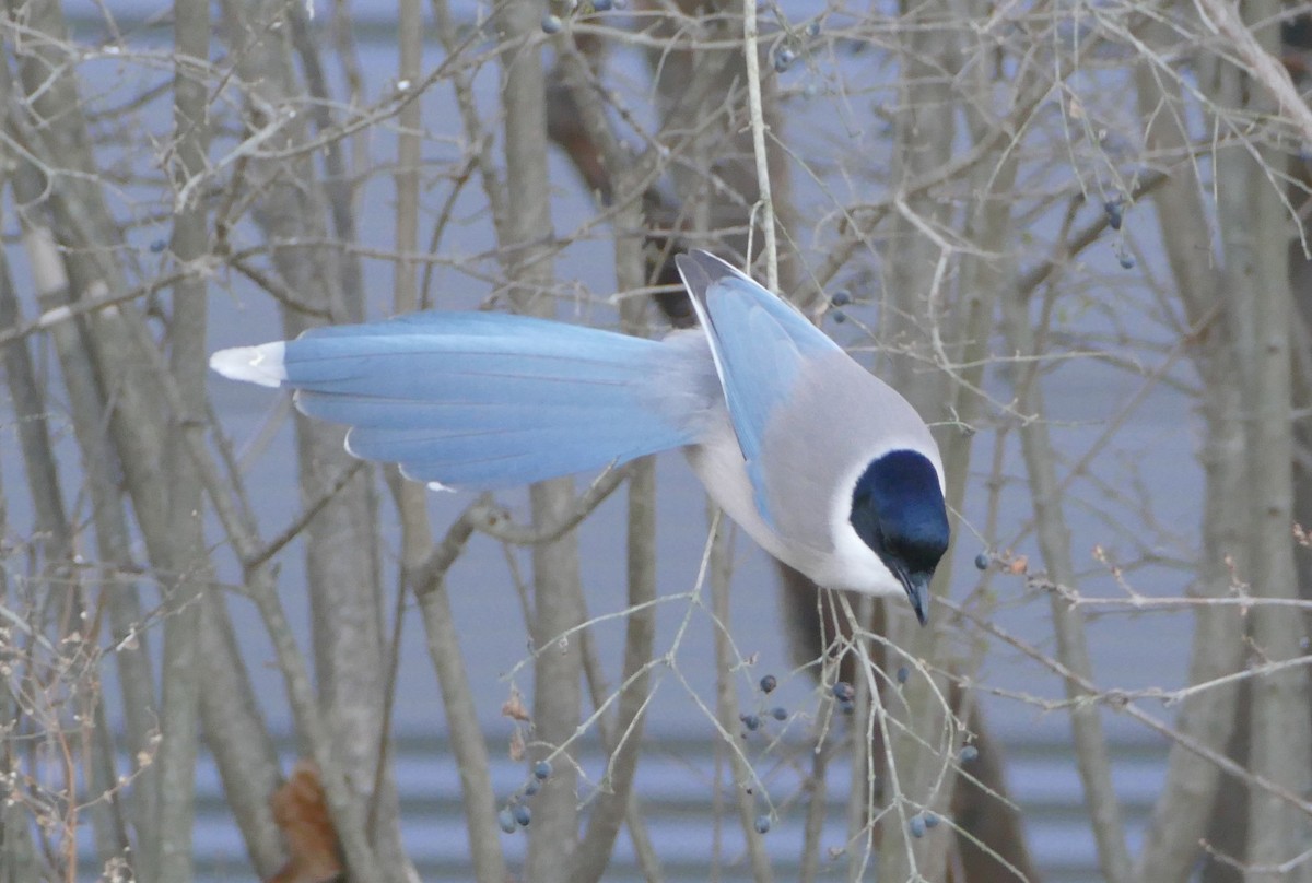 Azure-winged Magpie - ML647394382