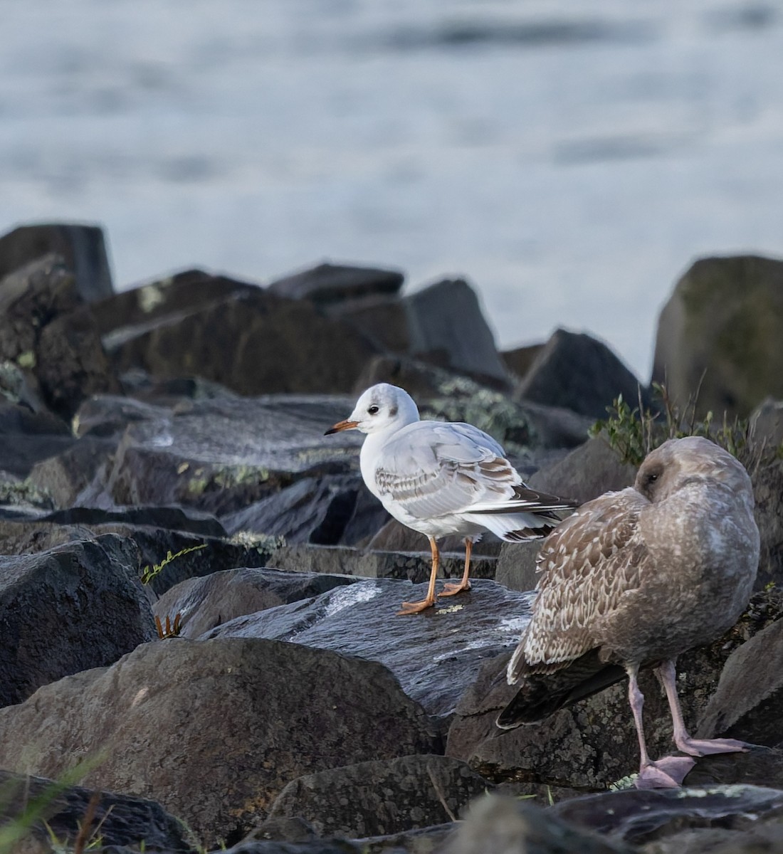 Black-headed Gull - ML647394383