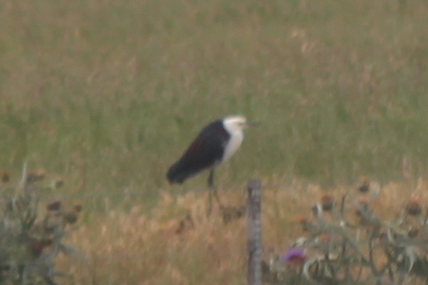 Pacific Heron - ML647394384