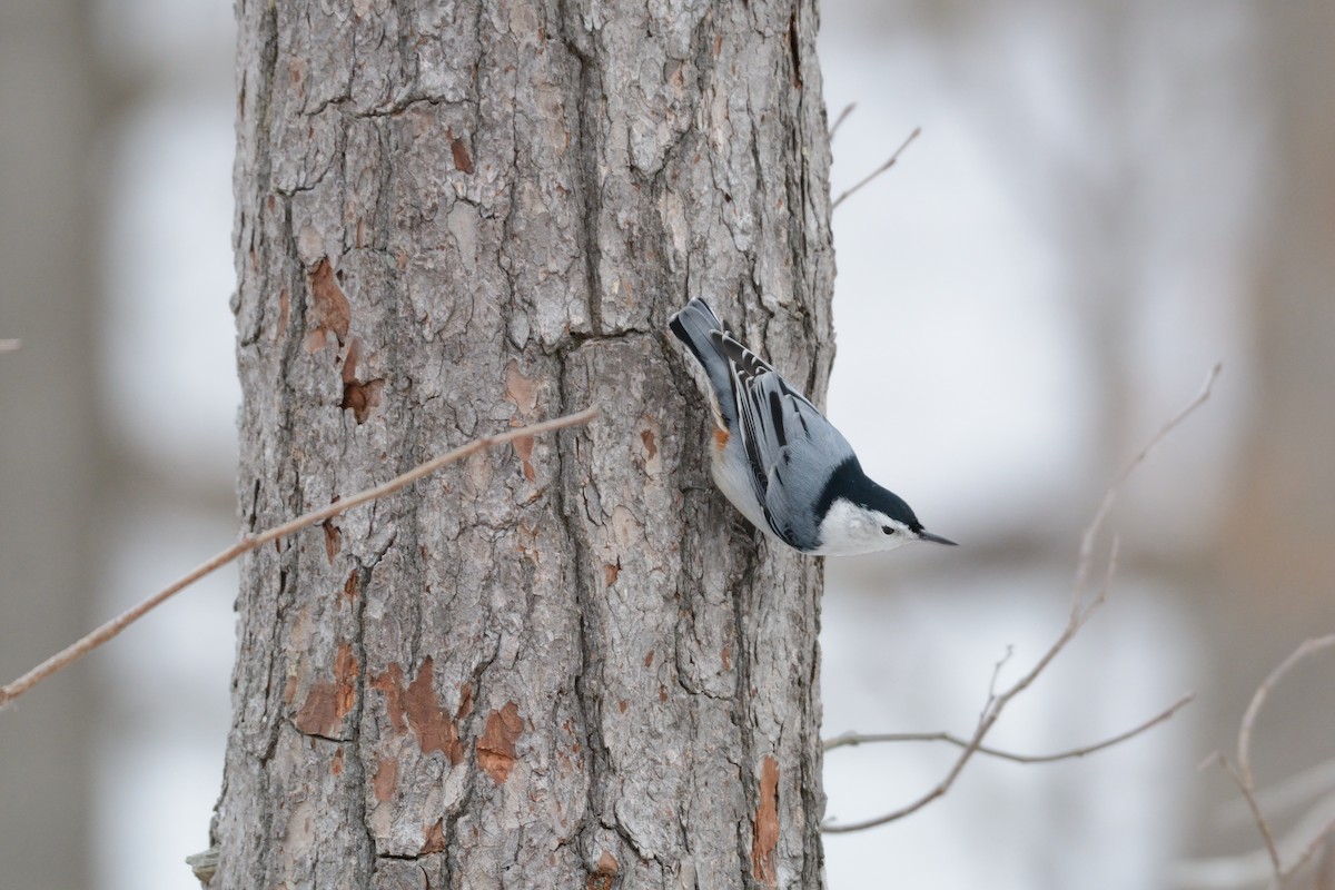 White-breasted Nuthatch (Eastern) - ML647394385
